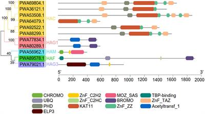 Identification of the histone acetyltransferase gene family in the Artemisia annua genome